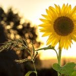 sunflower flower plant petals 1127174