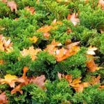 herbst ahorn kontraste natur 4570458